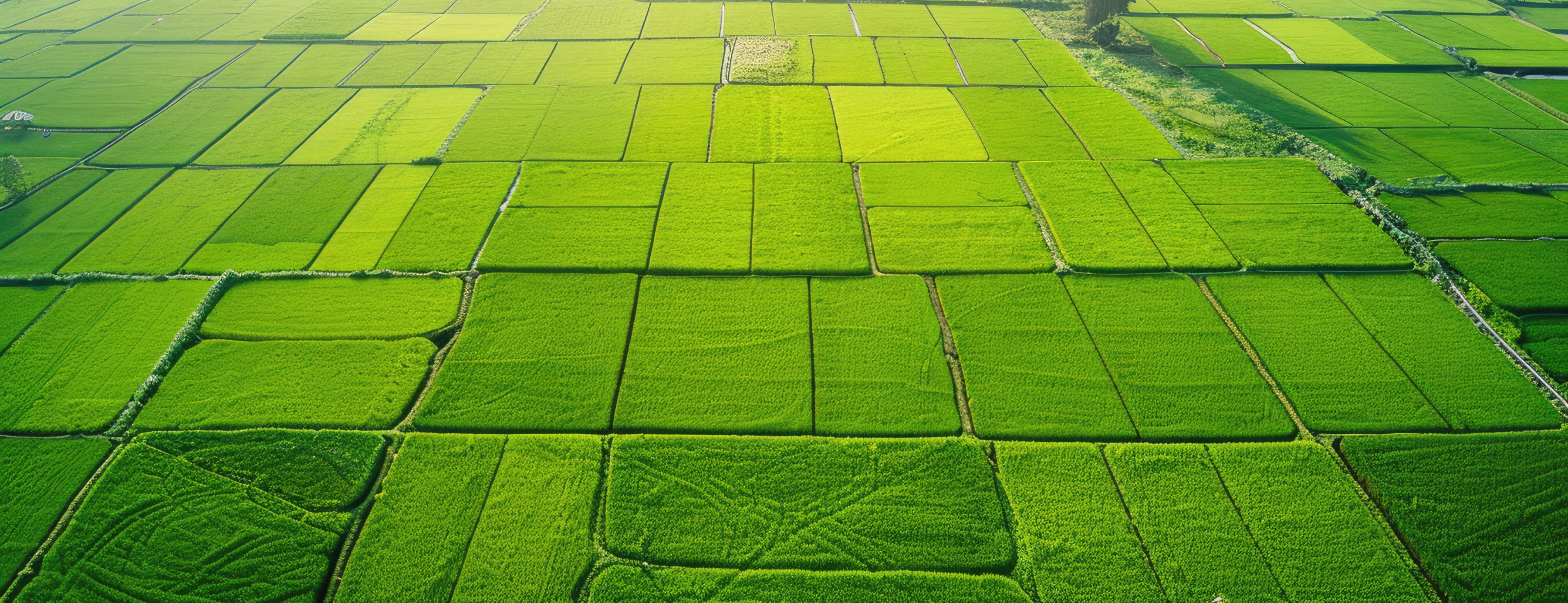 Aerial view of lush green agricultural fields divided into plots